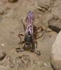 Sceliphron curvatum